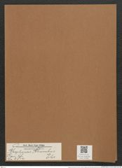 Rhaphoneis rhombus Ehr. (de-Toni-Nr.: Genus 78, Species 2814) Zeichnungen Sammlung Grunow Mappe 02992 (Herbarium_W_Grunow_drawings_Folder_02992)